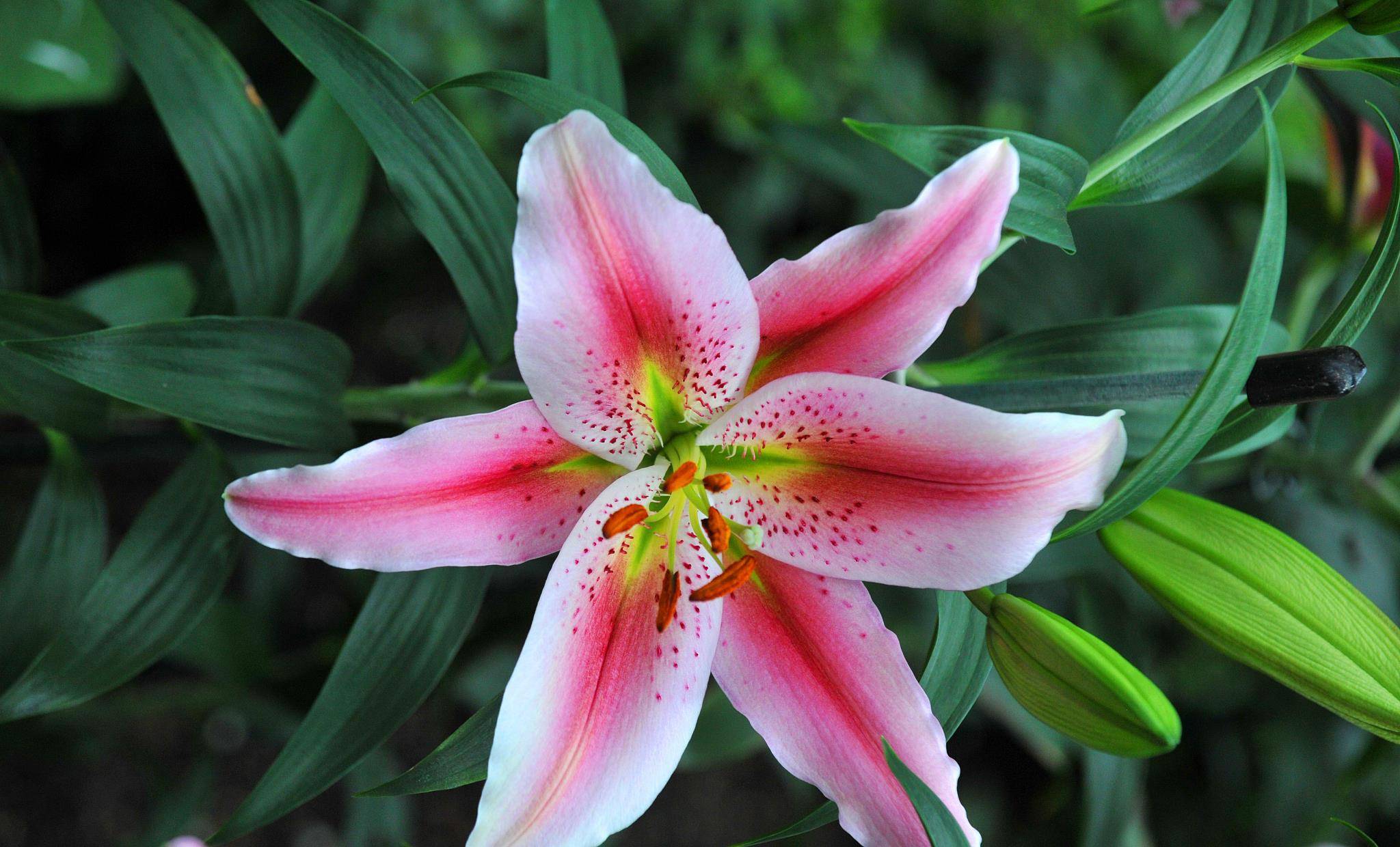 再不种就晚了的种球花,早种早赏花,还能变成超生队