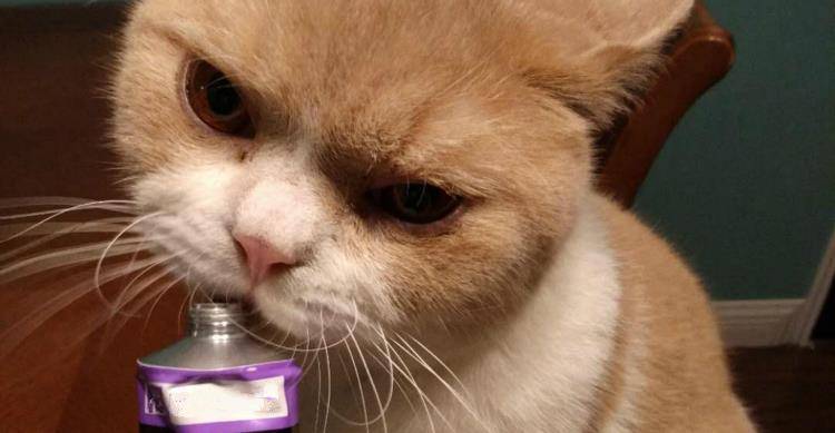 猫奴们觉得这是爱吗?其实都是养猫雷区!