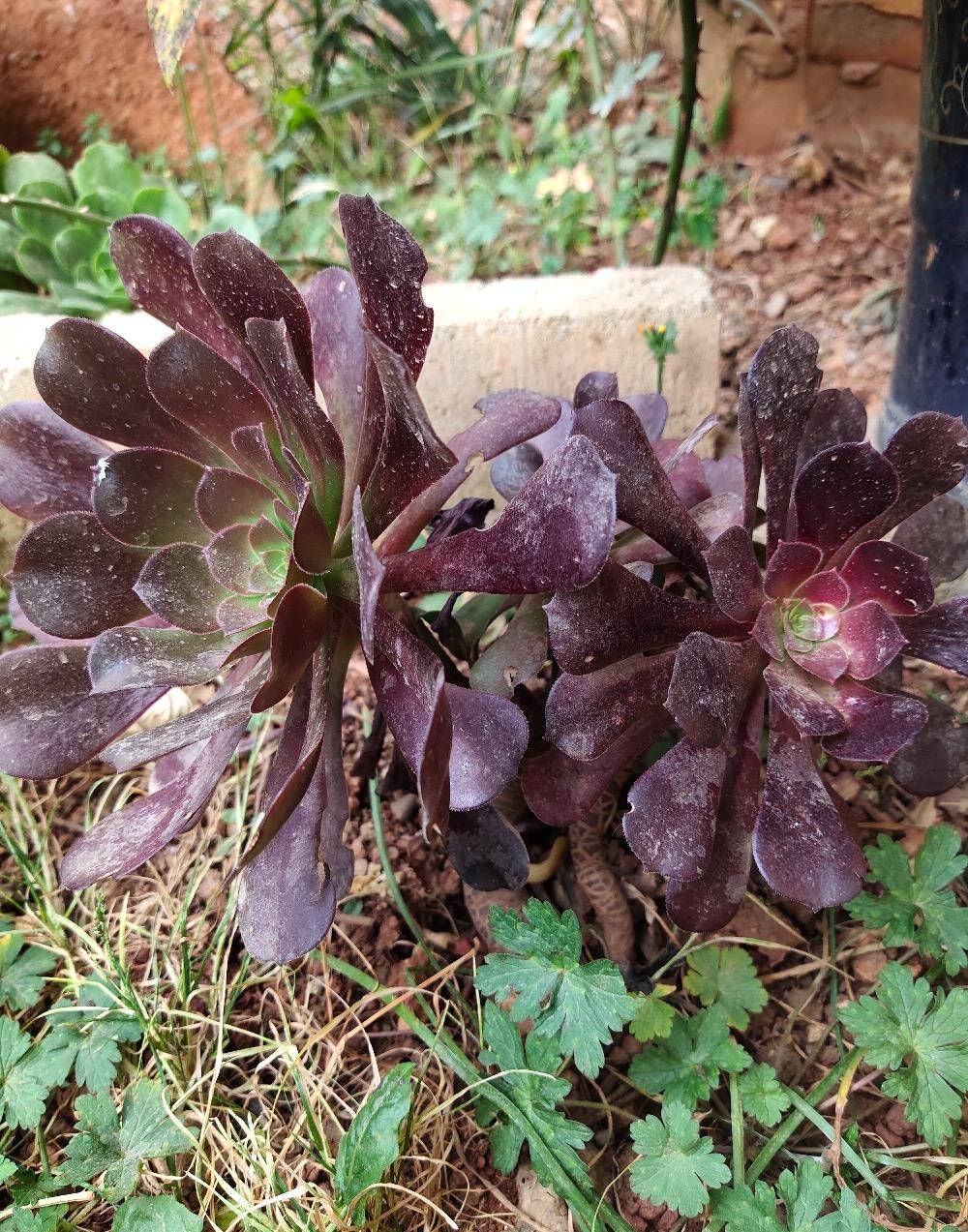 冬天的地栽多肉法师依旧生长良好