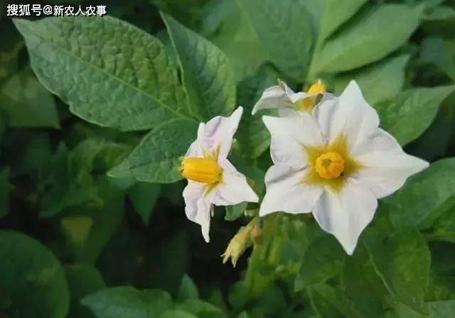 蔬菜花(蔬菜花束制作方法)