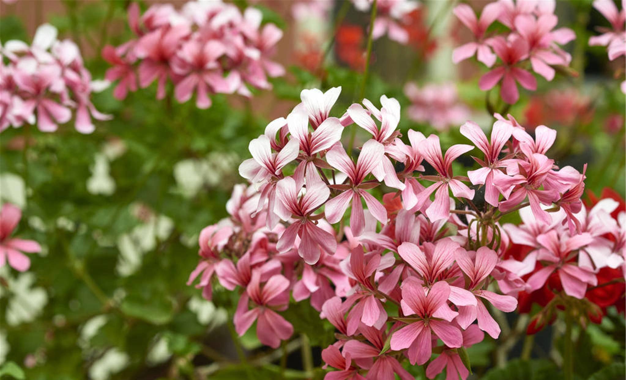 一片叶子一簇花,花叶比翼长,难怪在阳台,它站c位