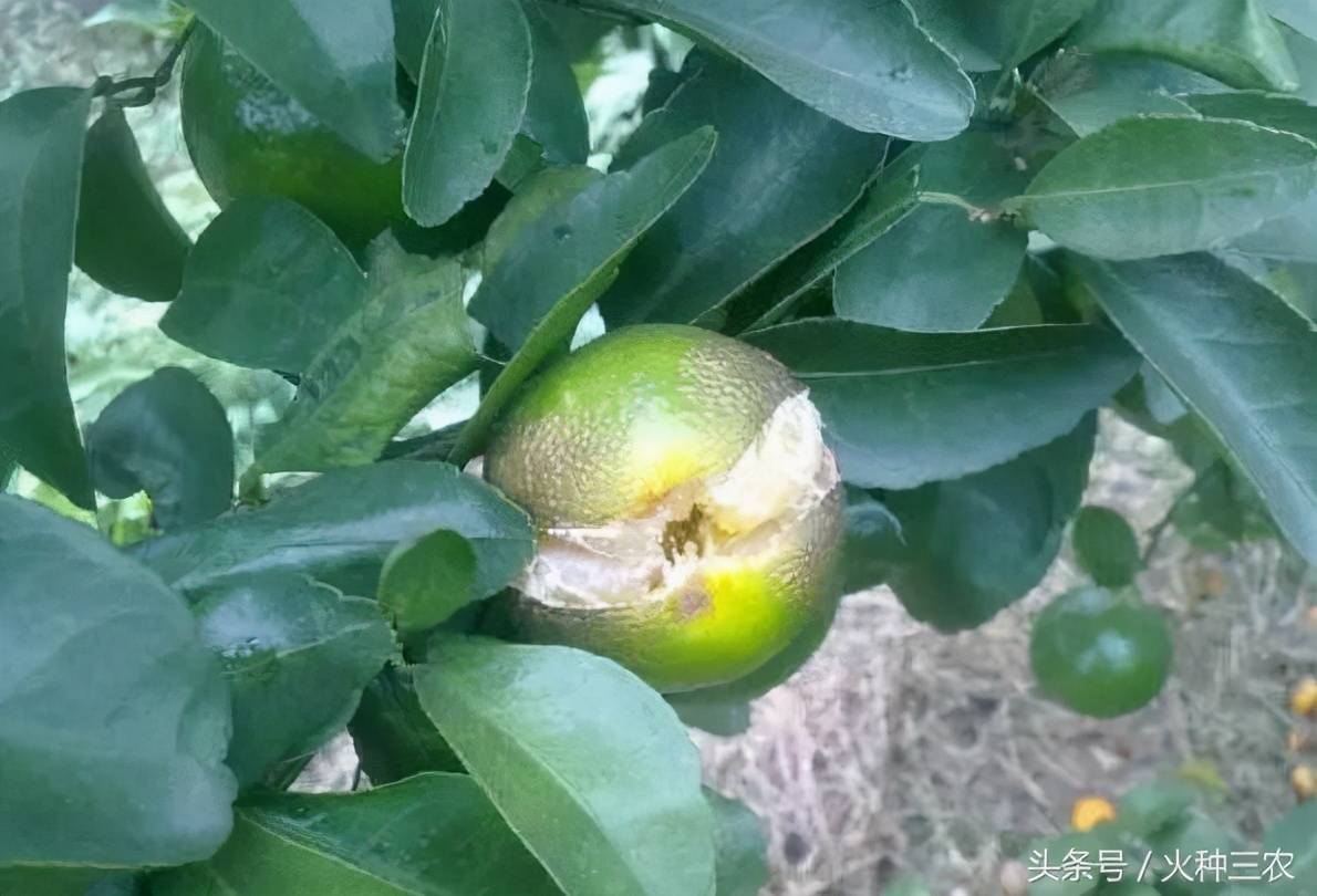 柑橘夏季核心管理要點:管夏梢壯幼果,防日灼防裂果是關鍵