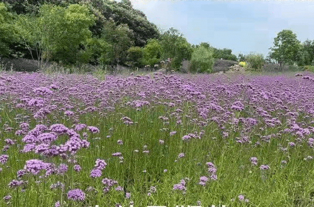 花海