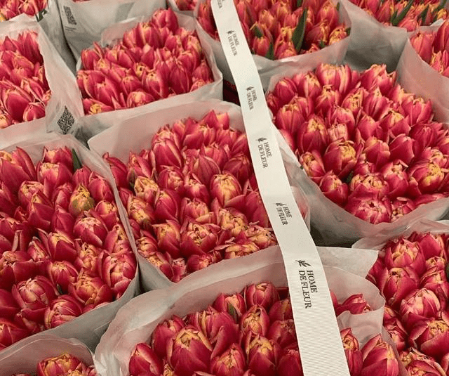 双鱼座六月份运势 爱情顺利 事业平稳 心如花木 向阳而生 工作