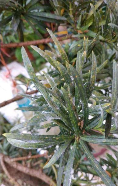 因为一句老话这种树成为院子中的香饽饽好看又吉祥