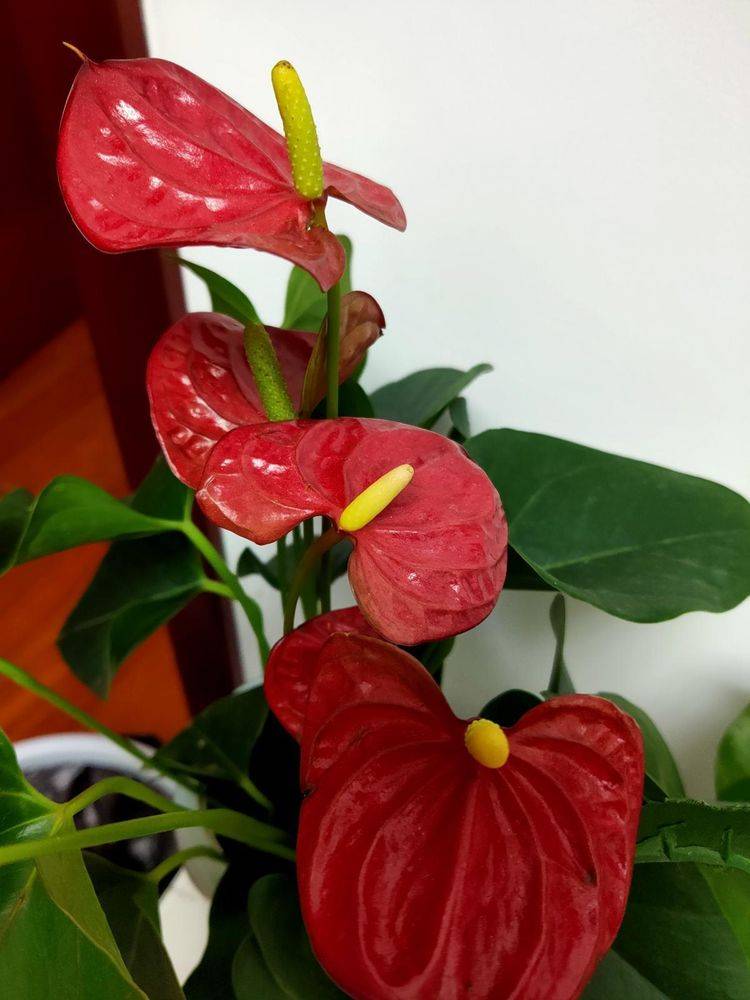 原创秋天红掌很难复花多晒太阳少浇水再次开花很简单