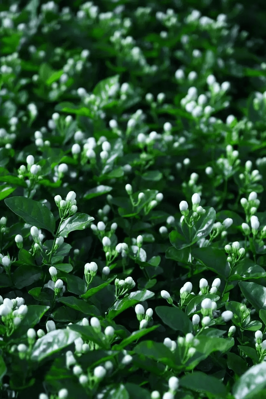 你好,我的小茉莉