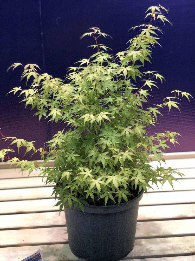 秋冬养花有窍门 注意这几点 养出来的花惊喜多多 植物