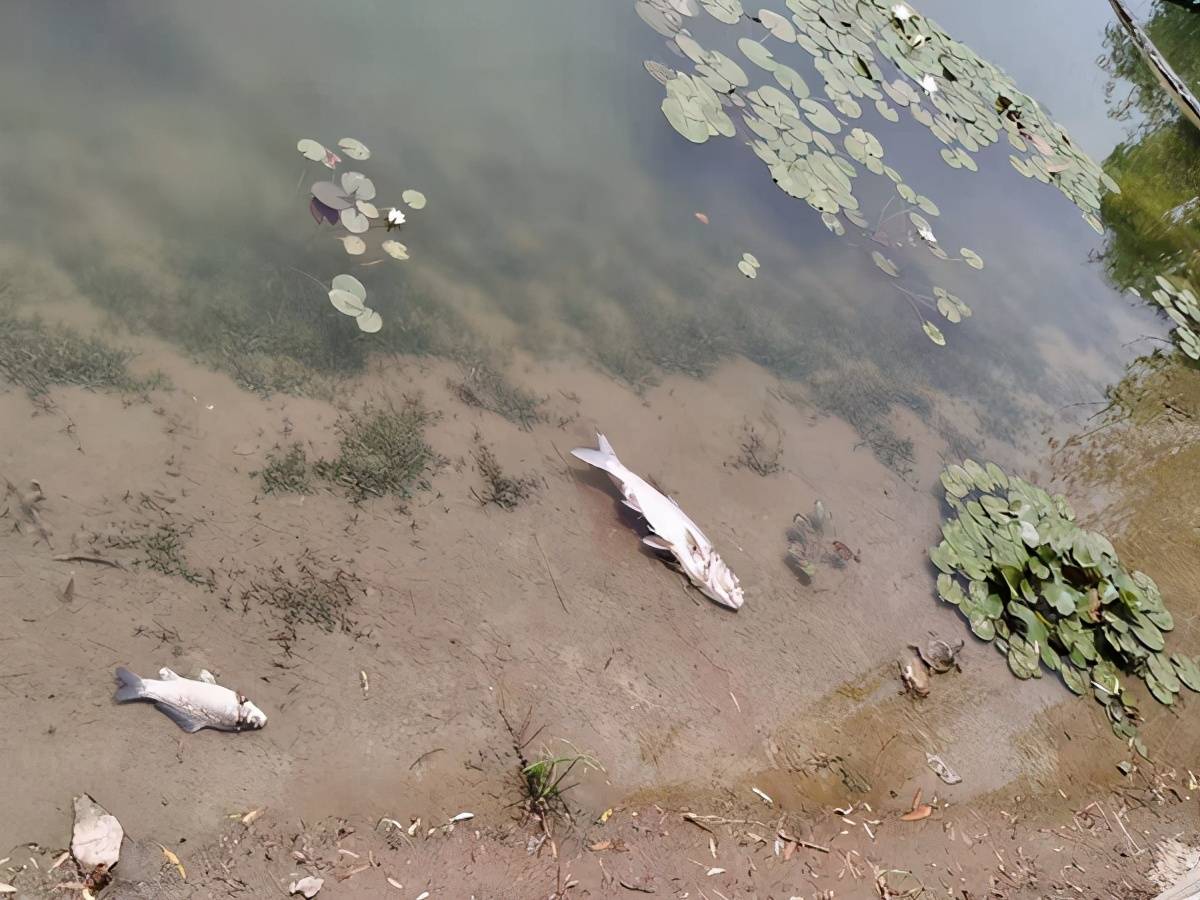 郑州中牟翠鸣湖大量死鱼漂浮水面兼有乌龟垂钓者这么说