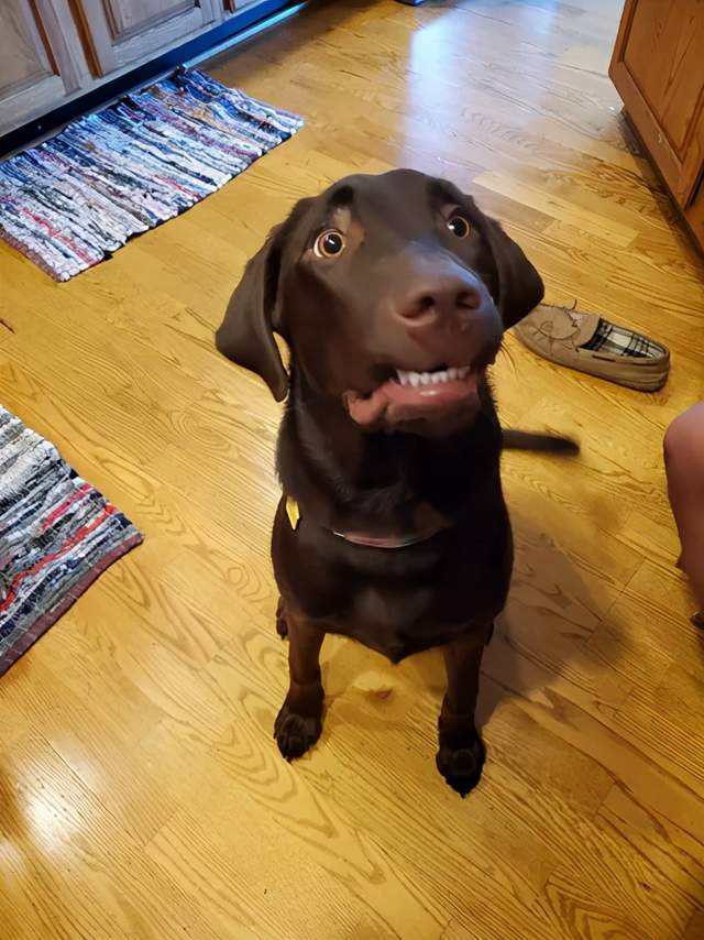 网友教狗子如何微笑,结果它却学成了假笑,太逗了!