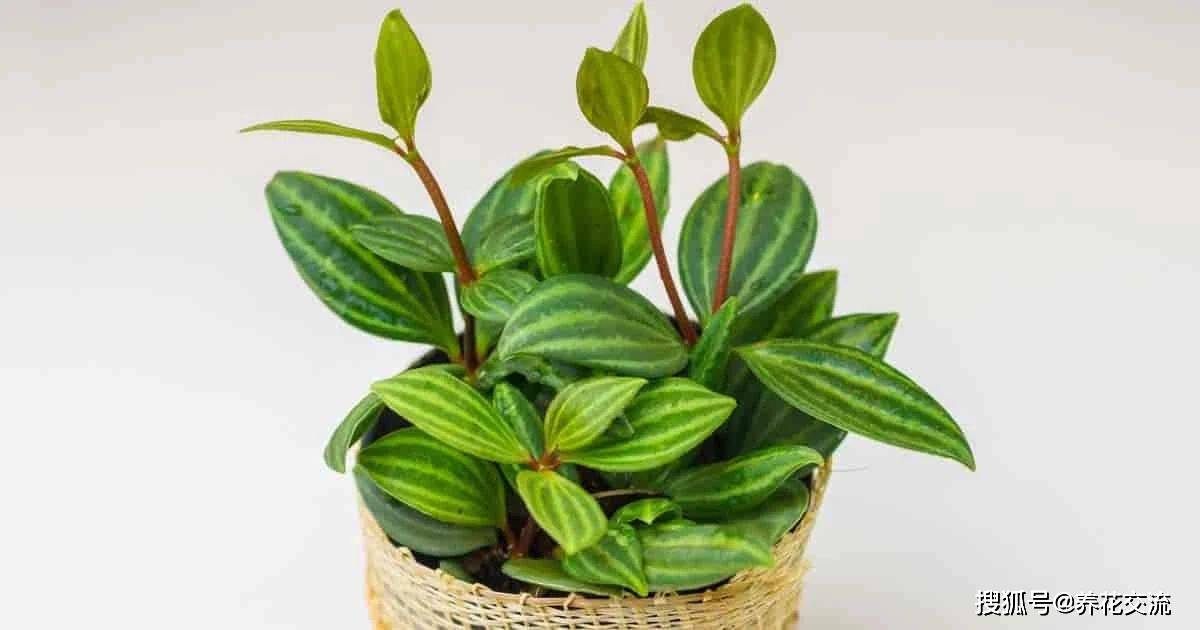 盆栽绿植批发