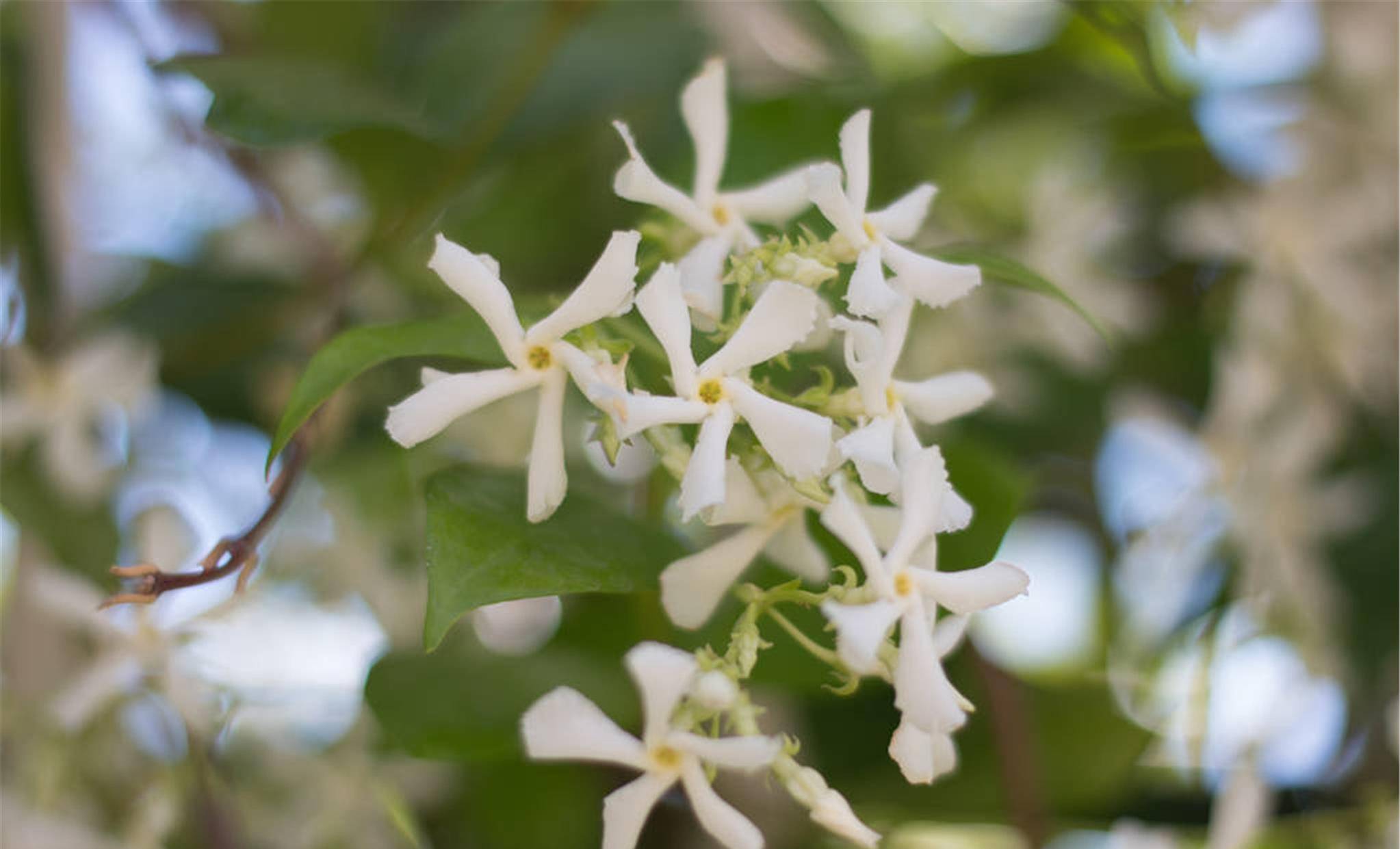 有院子就不要错过风车花,耐热耐寒,南北通吃