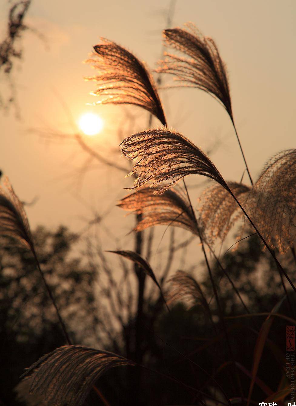 杭州官宣入秋!除了西湖杭州还有这么多秋色美景,不愧为天堂