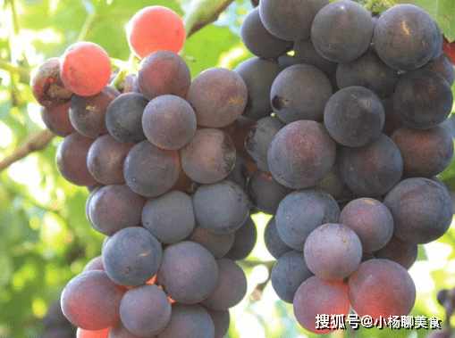 买葡萄吃了好不好