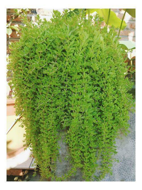 原创这花扔篮子里就往下垂长长得像门帘新手也能养爆盆