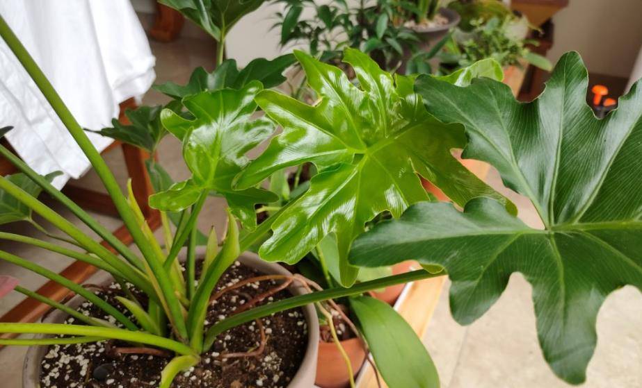 有机肥怎么施才能养花 79d810c68384429ab352fb28066006b9.jpeg