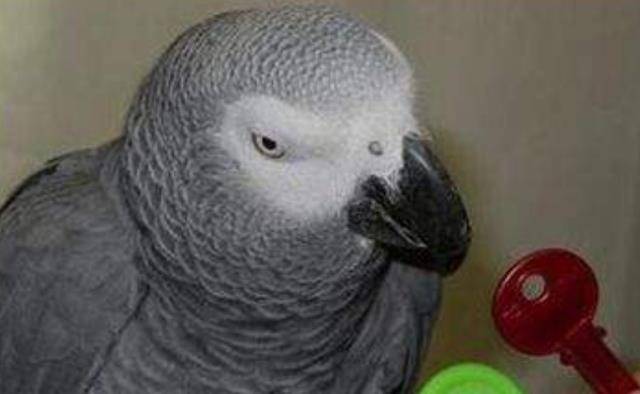 鹦鹉智商排名_鹦鹉品种智商排名前十(2)