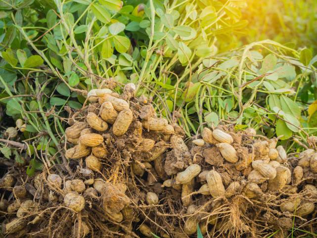 0e500ca2651b4a3aa5cafcc228158e3c.jpeg