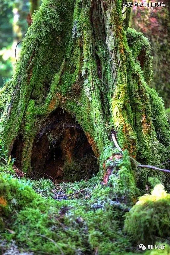 深山老林隐居的真实生活 39e90455f4cd4df4a919d161a15aace7.jpeg