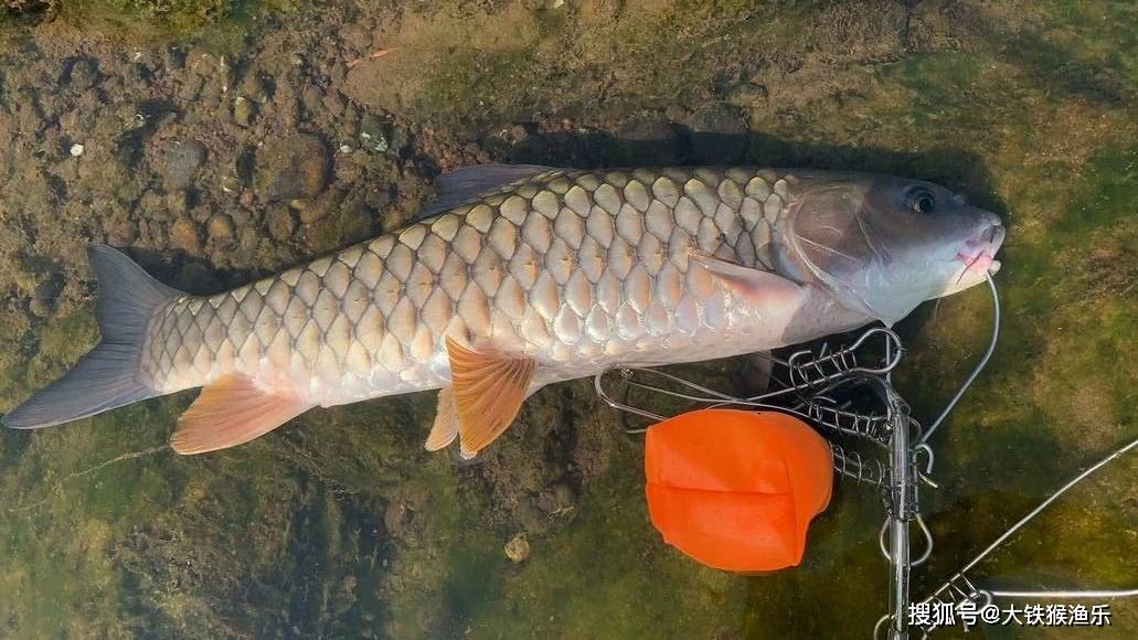 原创夏季用玉米钓不到鱼这能怪鱼吗素饵之王不会用真浪费