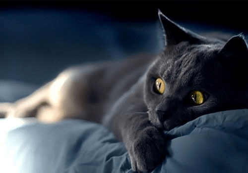 打雷猫咪躲起来了 0af57ec0316940b0b0f0767f2514d508.png