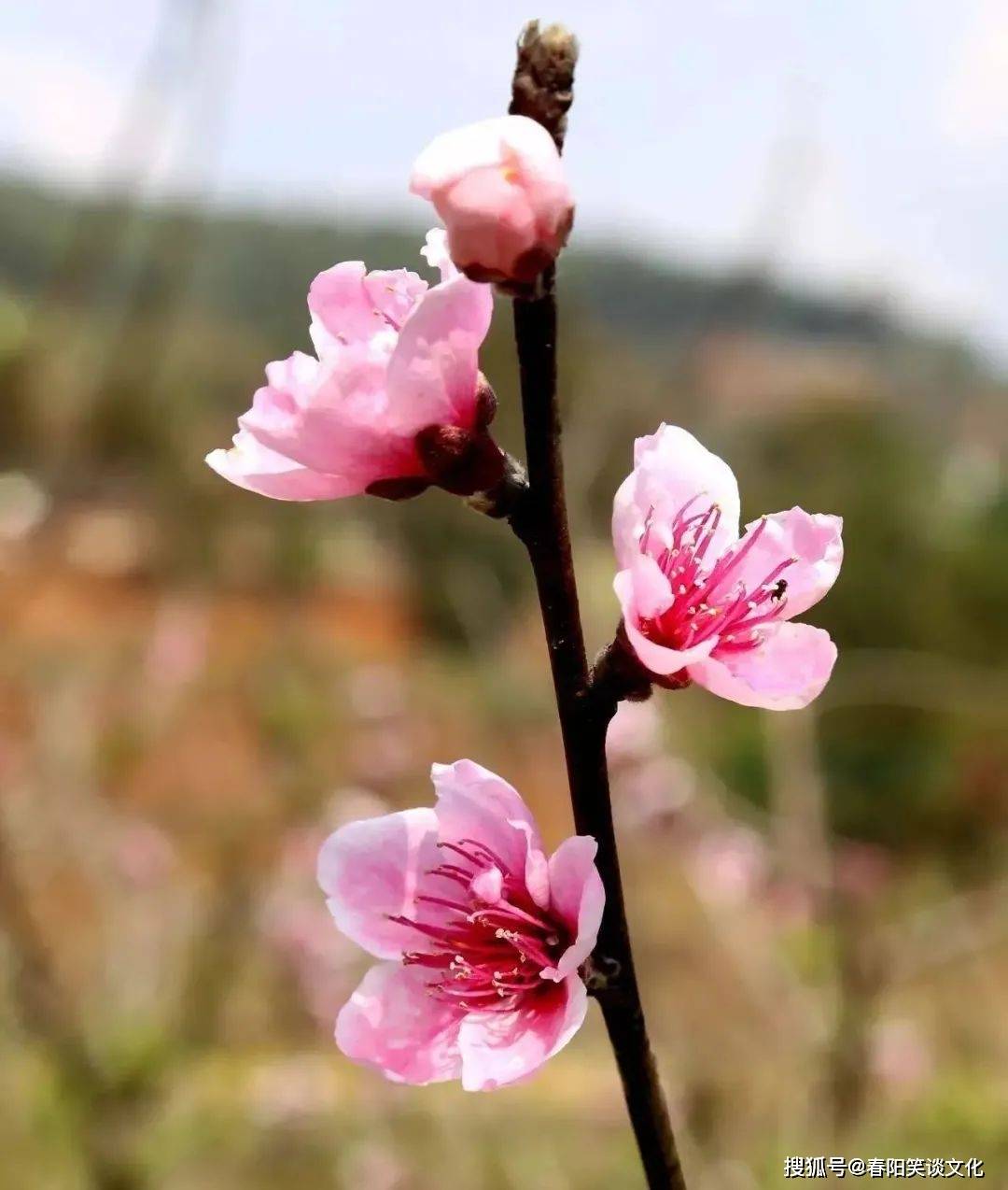原创年华又逐时光去,锦瑟犹随岁月藏