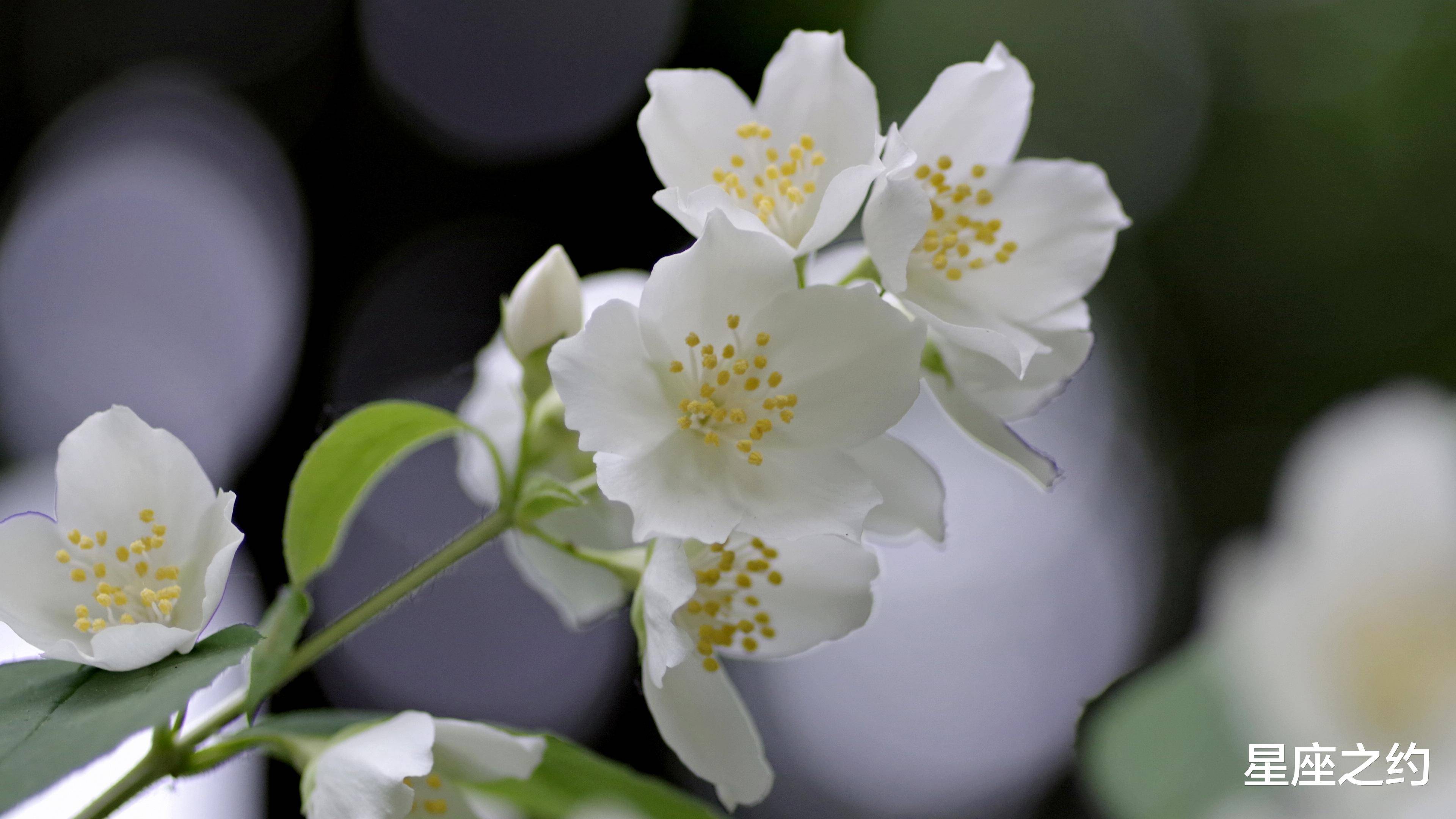 5月26日 30日星座运势 双子座迎接挑战 射手座全力以赴 未来