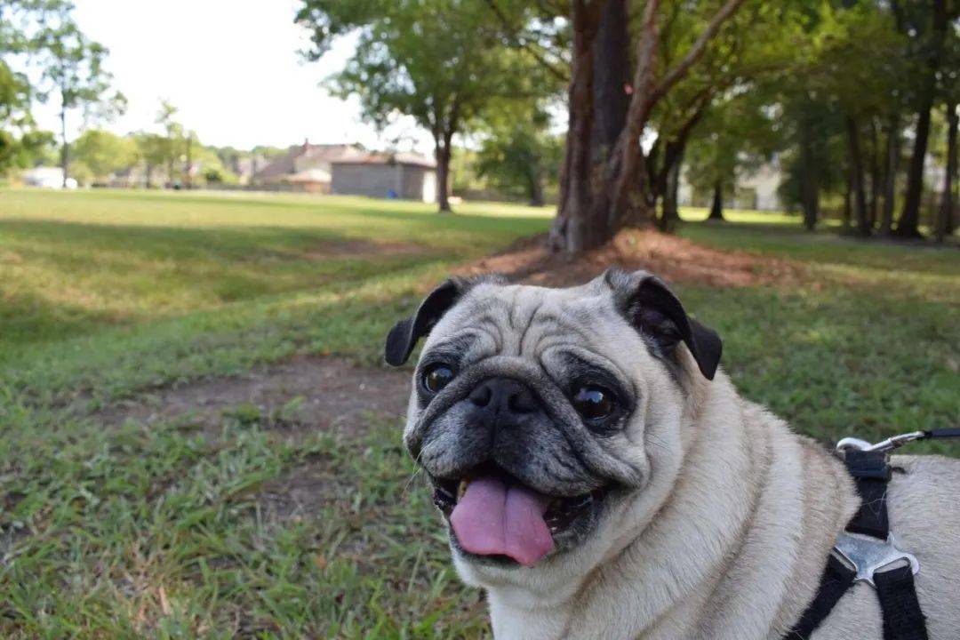 胖墩巴哥犬硬闯宠物门被卡住 进退两难 主人在一旁看着哭笑不得 Rachel