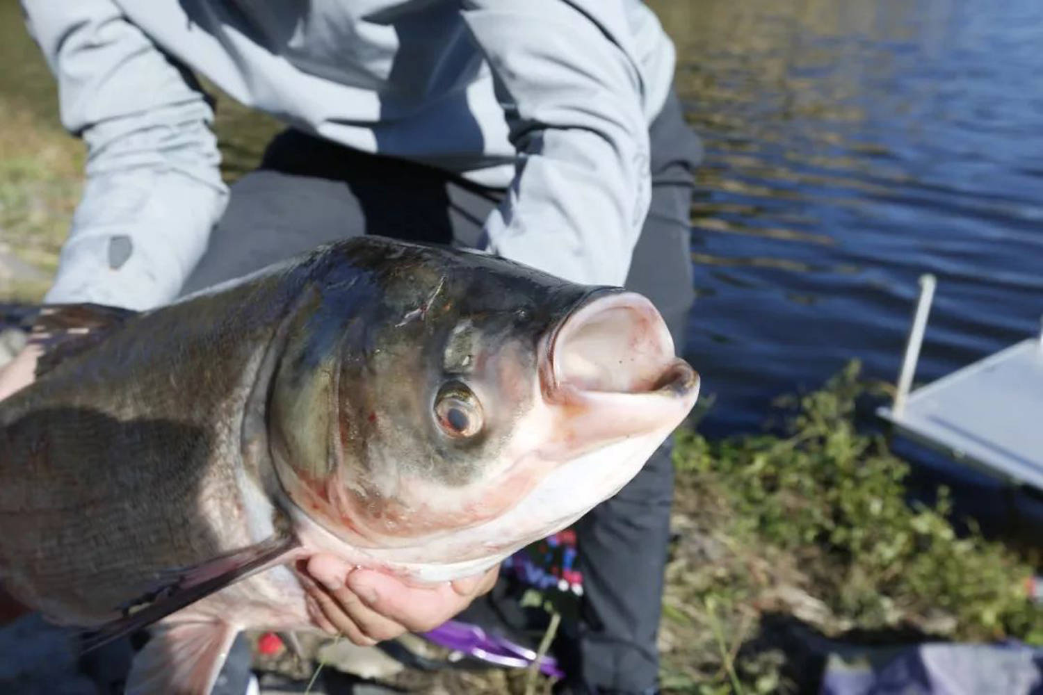 鲢鳙鱼最喜欢什么味型的食物?鲢鳙鱼的垂钓技巧和用饵方法