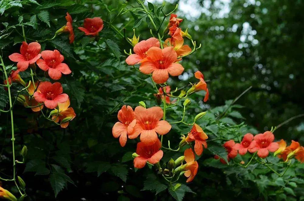 观花拾趣丨凌霄 缠绵共夏荣 幽花蔼敷芳 松柏