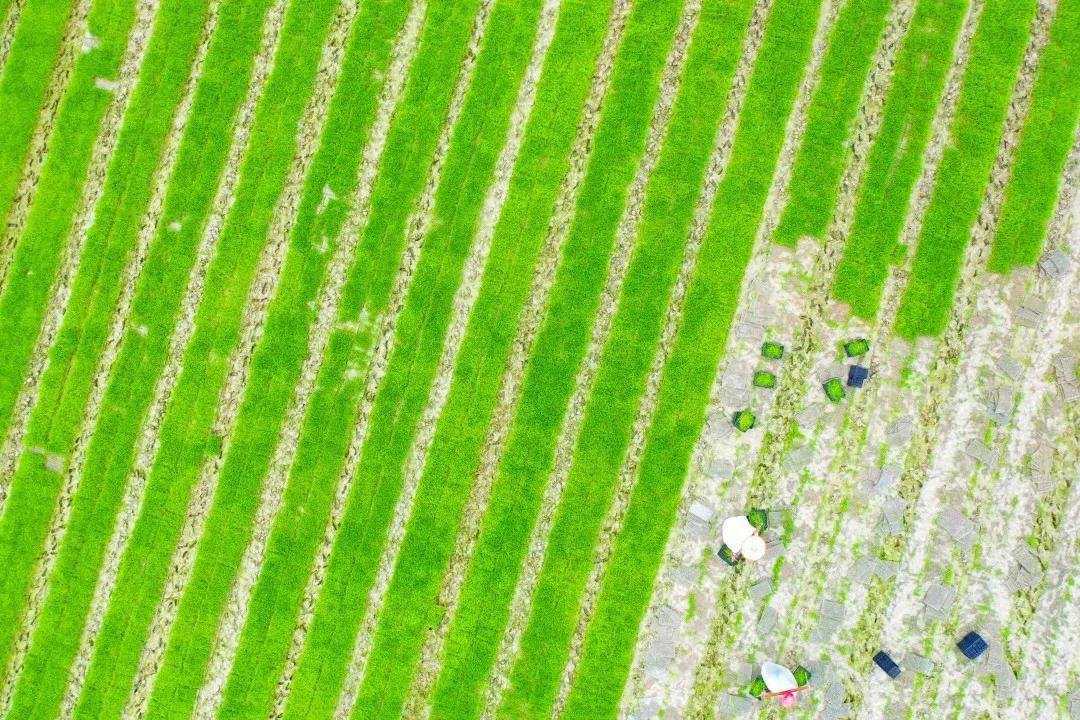 沃土良田处处新 |"江南粮仓"的百年之变_江西