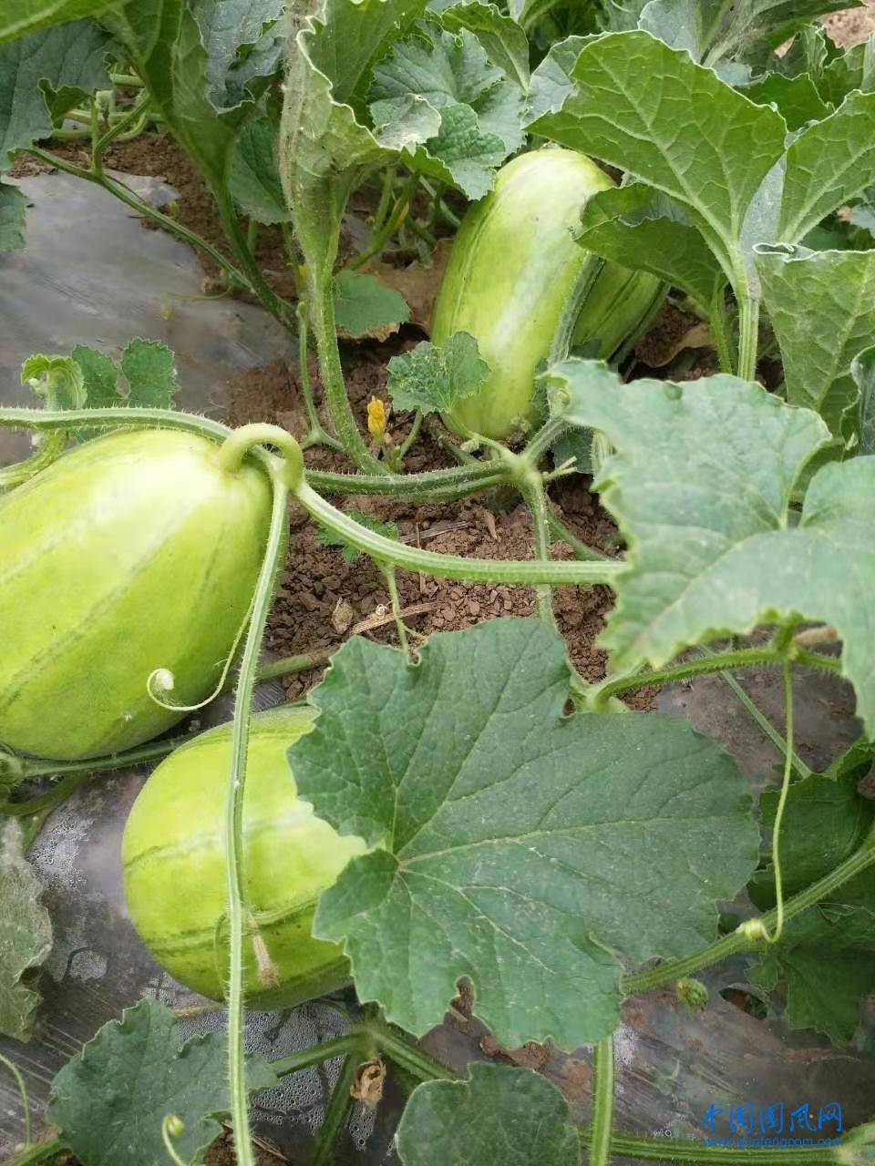 原创临涣五宝影说临涣酱包瓜文张影