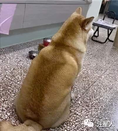 连脖子都消失不见,导致出门时五次有四次被误认成是秋田犬