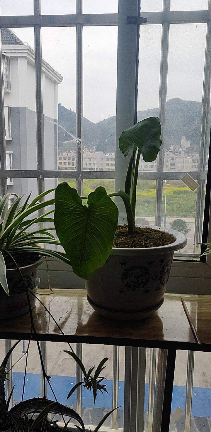 养了千年健,健康不用愁,一棵养到天长地久!