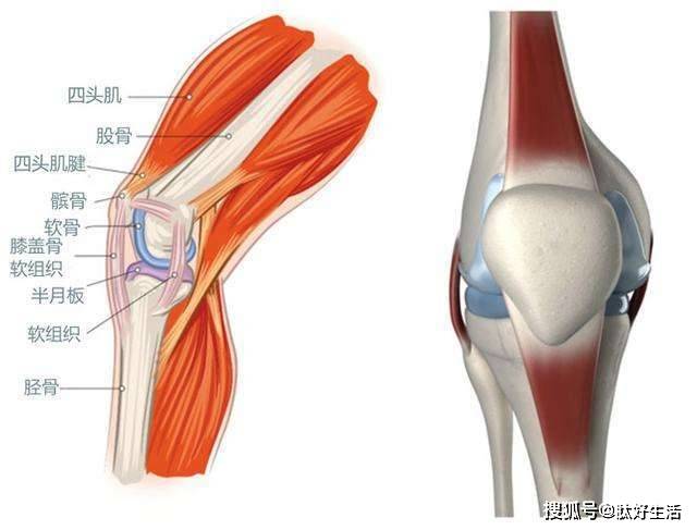 半月板损伤腿是不是就废了 膝盖半月板损伤怎么办 关节