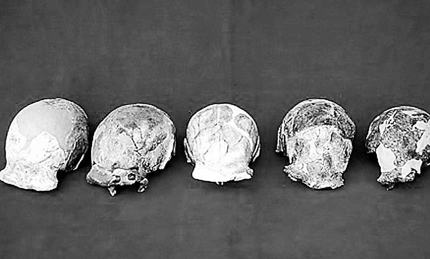 50万年前的秘密北京猿人没混到食物链顶却成了蚕食同类的恶魔