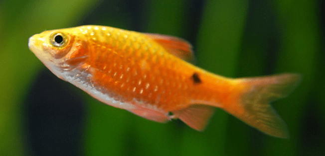 梦境与命运的交织，周公解梦捉到鱼后又放掉再捉到鳖的深层含义