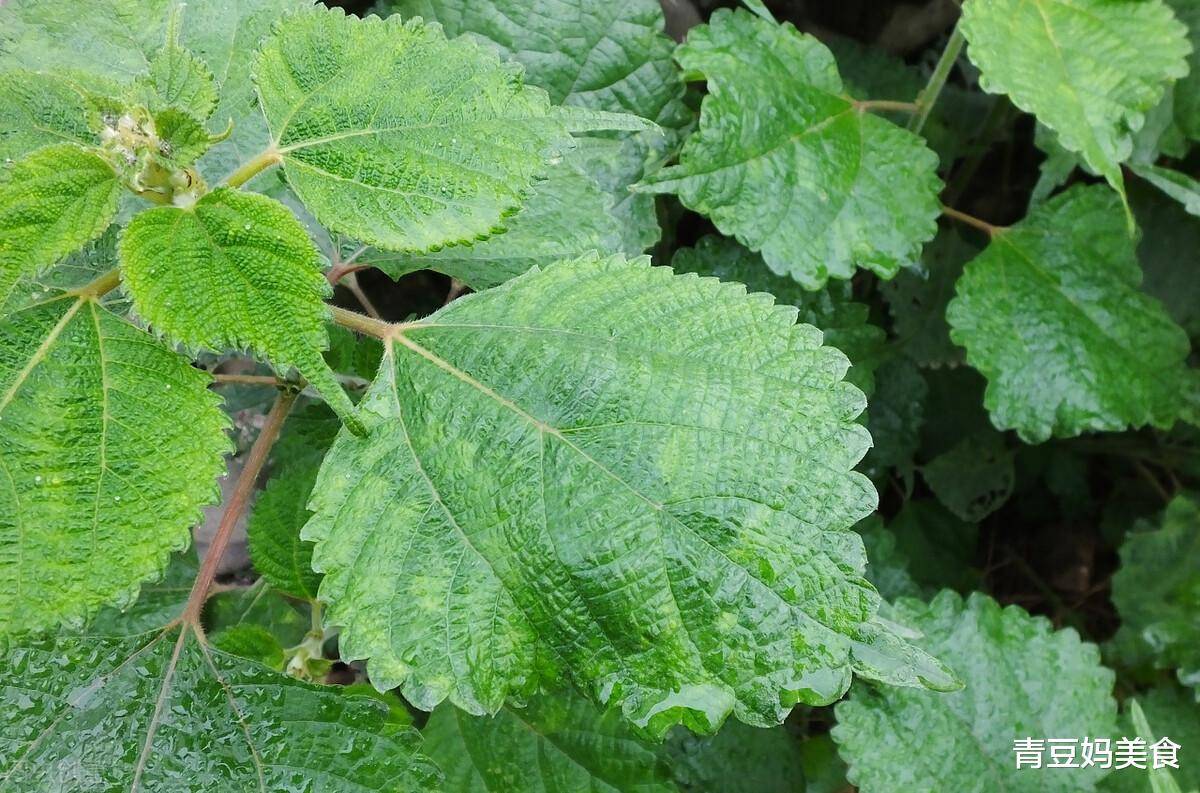 自己喜欢的青团;【青汁的制作方法】这里分享的鼠曲草,艾叶,浆麦草