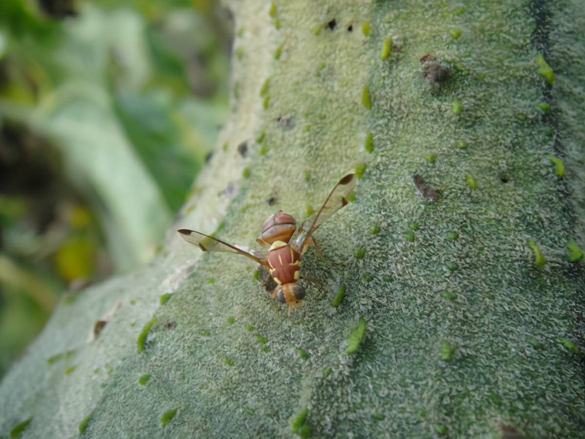 一地烂落果种瓜变养虫瓜实蝇到底该怎么防