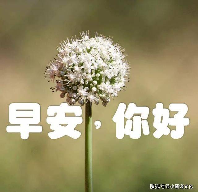 原創早上好唯美動態壁紙祝福圖片帶字適合群發朋友圈