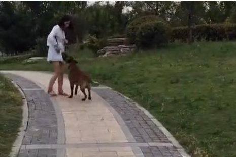 主人遛彎時暈倒了，馬犬狗狗立刻跑去向路人求救，超感動！ 萌趣萌寵 第2张