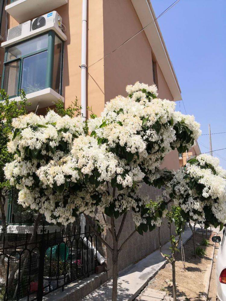 家里养棵四月雪,开花满树是花苞,太震撼