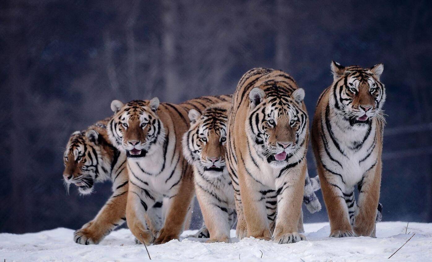 原创完达山一号野生东北虎出没后黑龙江又出现两只老虎真相来了