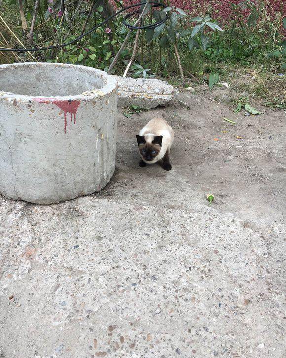 怎么收养野猫 5465f73364f44db796a907113afaa65e.jpeg
