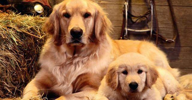 世界上最聪明的狗排名_最聪明的狗排名