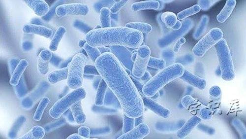 原创益生菌的作用与功效