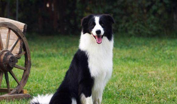 理解力强是聪明吗 cbebbb10a17148b787f16fd2ddcd78c0.jpeg