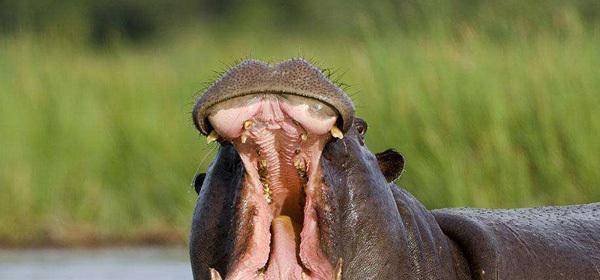 原创还有脸笑 男子爬上护栏给河马投食塑料袋纸盒, 被河马一口吞下