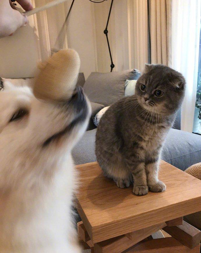 狗为啥攻击猫 0b6aae0ff55b4d7da903d84db2d8ef64.jpeg