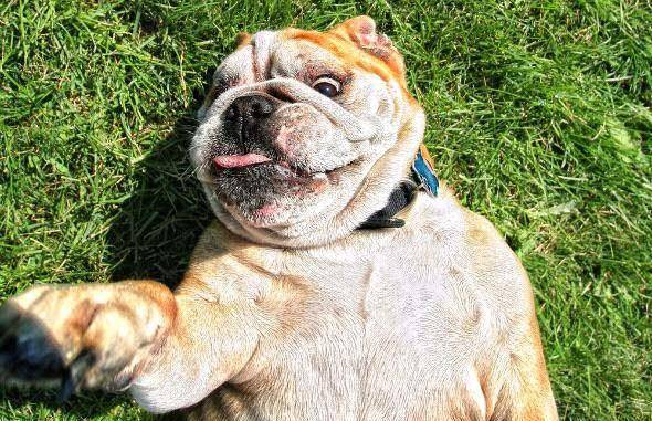 怎么教狗狗打滚 47d402bd588c4c1a92c50549924cd7d5.jpeg